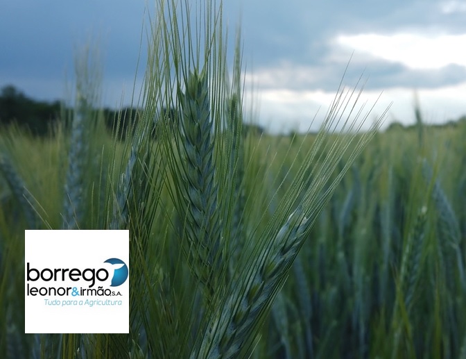 Variedades de trigo para a campanha de cereais 23/24 já disponíveis na Borrego Leonor & Irmão